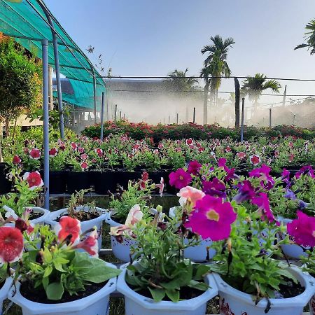 Flower & Frog Homestay Sa Dec Ngoại thất bức ảnh