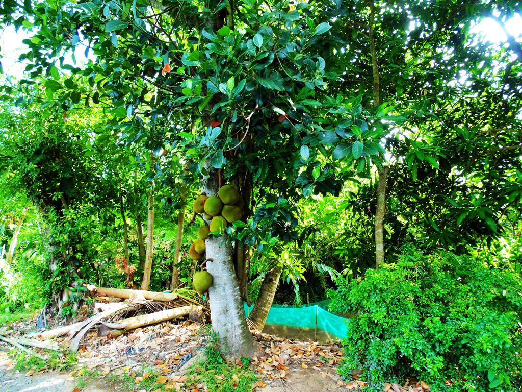 Flower & Frog Homestay Sa Dec Ngoại thất bức ảnh