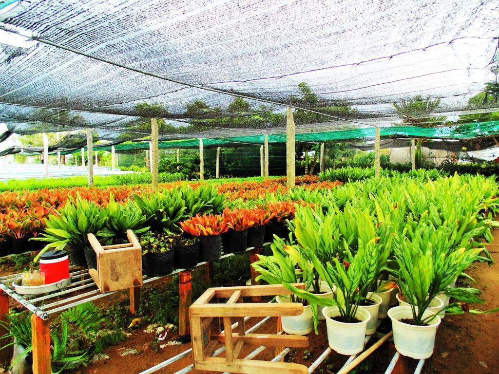 Flower & Frog Homestay Sa Dec Ngoại thất bức ảnh